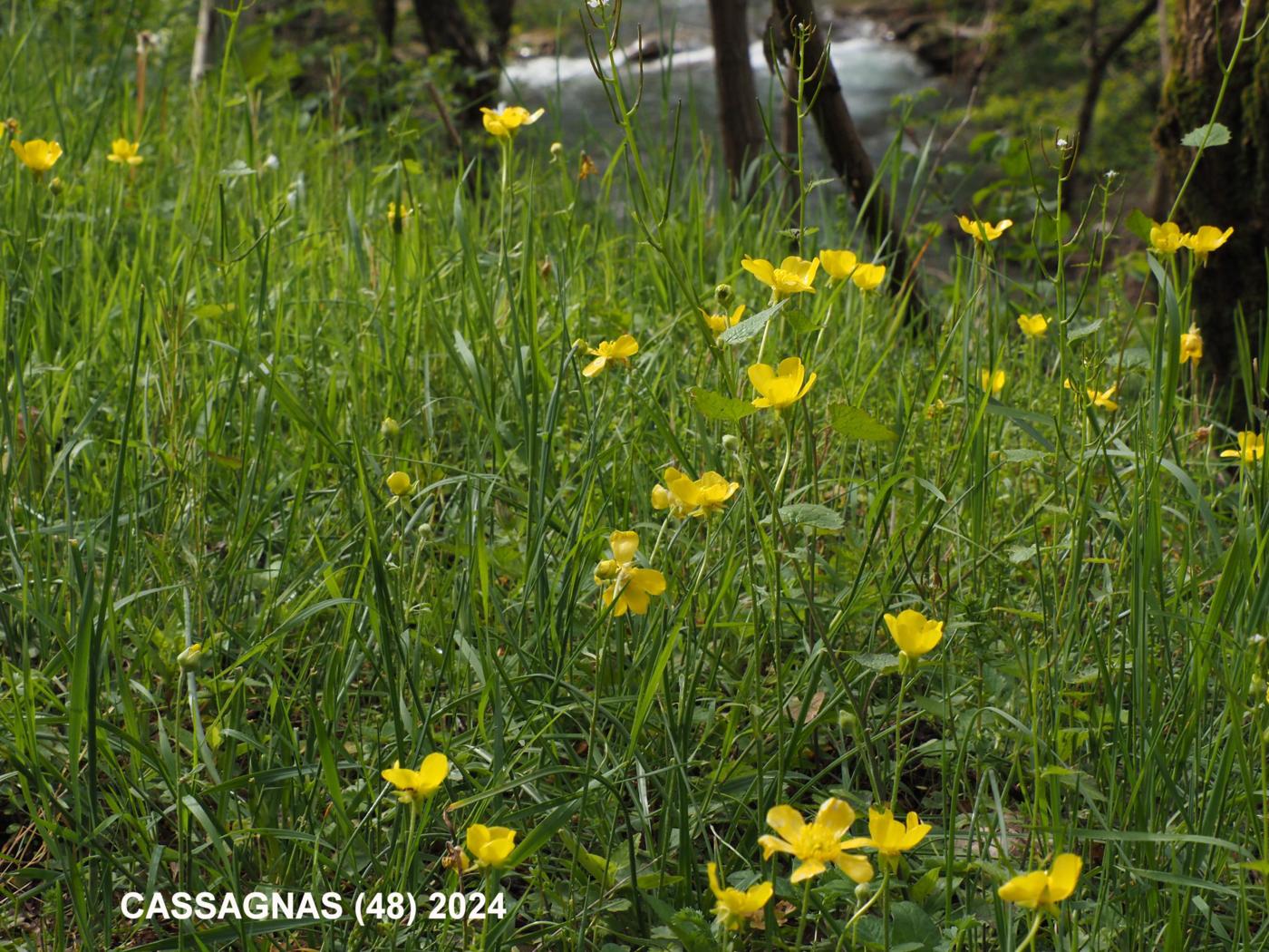 Buttercup, Montpellier plant